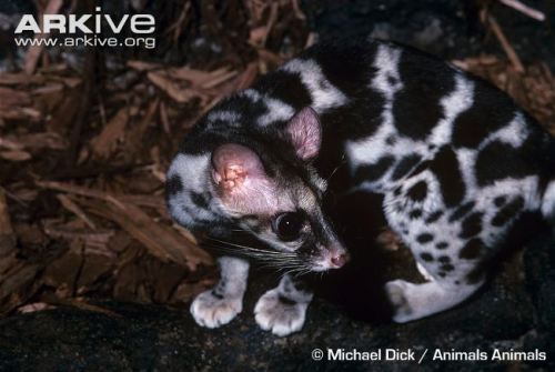 deermary:The Banded Linsang (Prionodon linsang), or “tiger-civet”, is a carnivorous aboreal mammal a