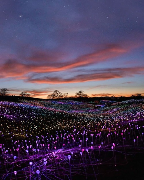 renamonkalou:  Field of Lights | Vaché Geyoghlian  Sensorio art installation in Paso Robles - Art cr