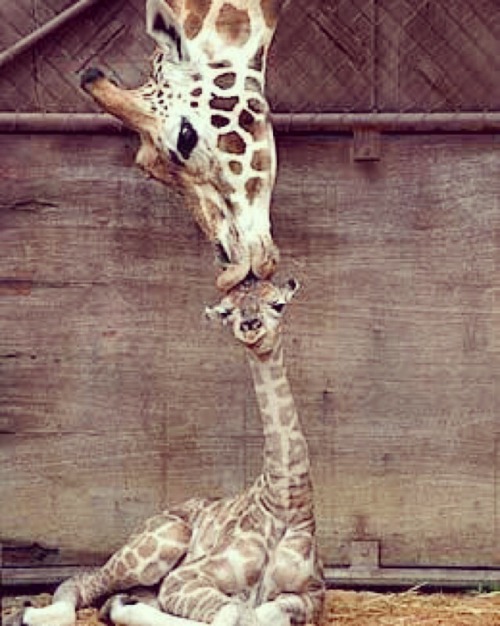 femmehunting: A mother’s love for her child is like nothing else in the world ❤️ Aw :-) 