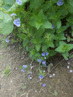mlllstone:  various wild plants i’ve seen during my walk today 