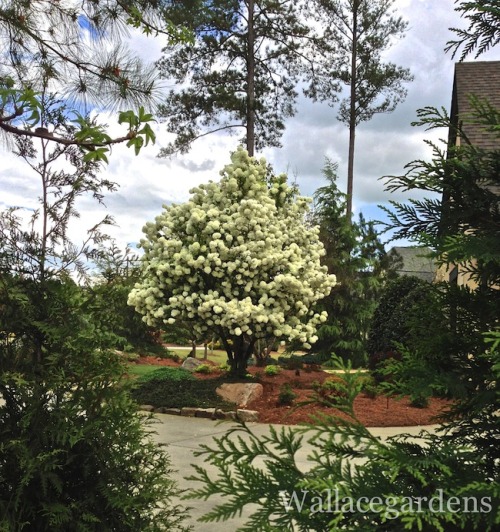 April is National Gardening Month, and here in Atlanta, it is arguably the prettiest month of the ye