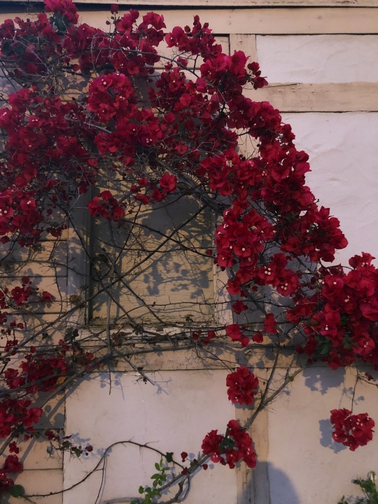 zemestoun:Sometimes i do really love this city.. the purple flowers on the jacarandas are back and they always make me think of summer 2016 and how loss taught me what it really means for people to be there for each other. May is always a very sentimental