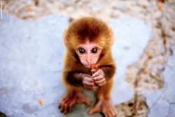    Cute little monkey Photo by Anna Ponomareva 