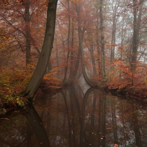 witchyautumns: ** Autumn in the Netherlands **by vincentcroce instagram