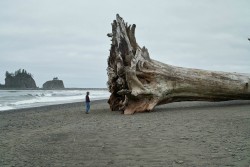 advice-animal:  Giant Redwood on the beach.http://advice-animal.tumblr.com/