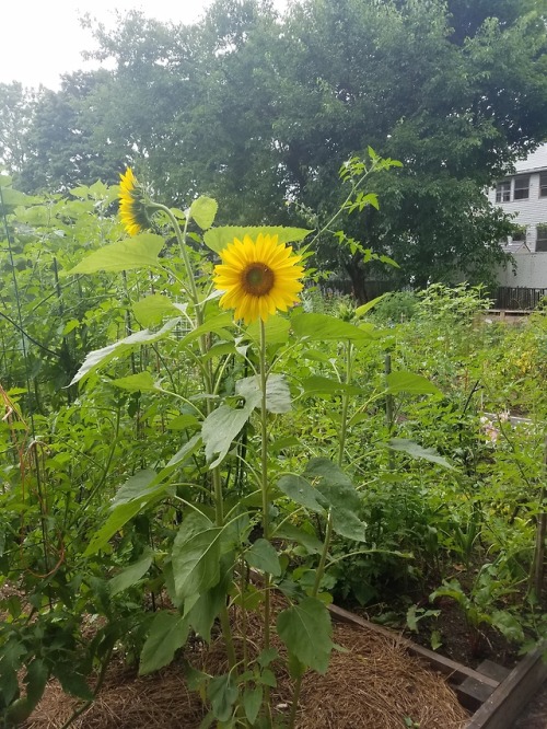 flowersandfutures:More summer solarpunk: adventures in wandering around a local community garden.&nb