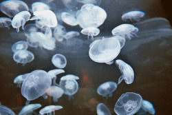grett:  jellys everywhere by ailene_carroll on Flickr. 