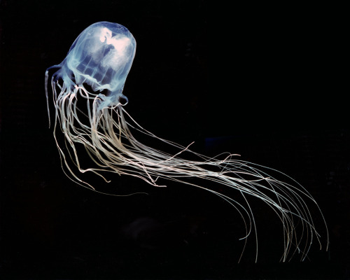 Heartstopper The box jellyfish (Chironex fleckeri), aka the sea wasp, is one of the deadliest creatu