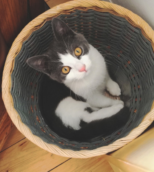 catsrevieweverything: Perfect hiding place, human will never find me here.  ★★★★★