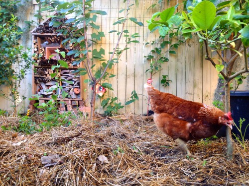 Been meaning to extend the chickies&rsquo; run to include the orchard for a while now, so yesterday 