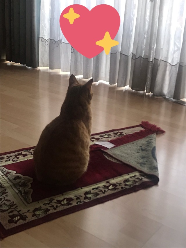 lovetalkmp3-deactivated20191030:        rb muslim cat for good luck 🥺 