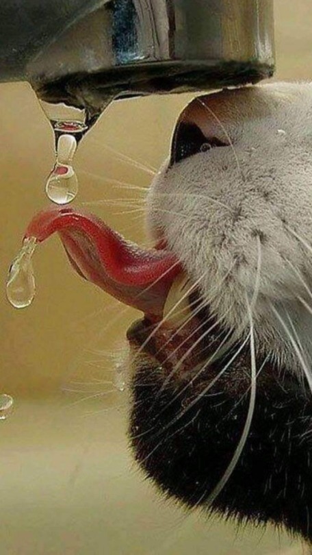 Сушняк ночью. Кошка пьет. Котик пьет. Кошка пьет воду. Сушняк.