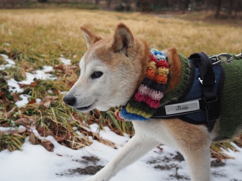 Chibita dashes to somewhere. What&rsquo;s his mission? Ahhh, eating snow ❄️!! He enjoys cold win