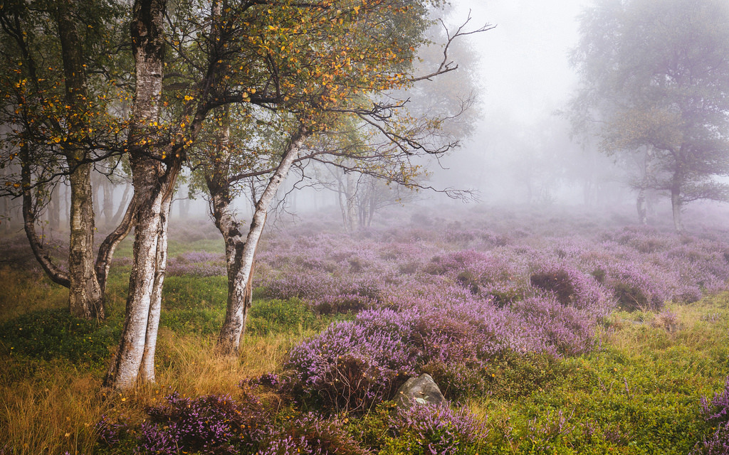 90377:  Dreamy Stanton by James Mills  