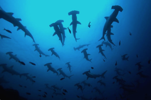 beyondtheseablog: nubbsgalore: hammer time. schools of scalloped hammerhead sharks photographed in t