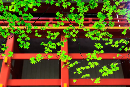Maple leaves at Enryaku-ji, by Prado