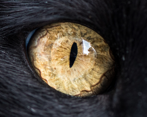 catsbeaversandducks: Cat Eyes Photos by ©The Great Went Pet Photography