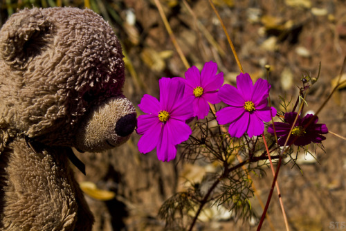 On A Walk Through A Field In China Teddy Happened Across A Vibrant Pink Cosmos In Full Bloom. He Felt