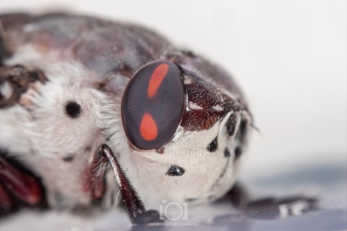 Close view of one of her eyes and that red exclamation point. The dot is shaped like a drop of blood