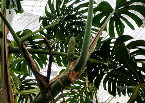 regnum-plantae:Monstera deliciosa, AraceaeYou really wouldn’t tell there’s snow outside looking at h