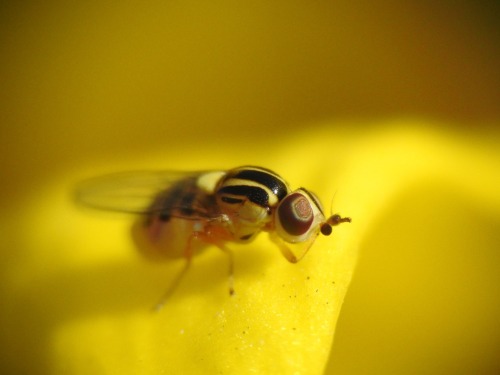 onenicebugperday: Yellow grass fly, Thaumatomyia glabra, ChloropinaeFound in North America and Europ