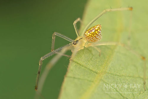 asylum-art: These Spiders Look Like They’re Covered In Mirrors This isn’t a stained-glas