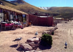 dogsandcatsoftheworld:  Atacama, Chile The Seagull Town. There’s a small town at the Andes where only 18 people live.   Seagulls walk around the streets like if they were their own. Loved it!