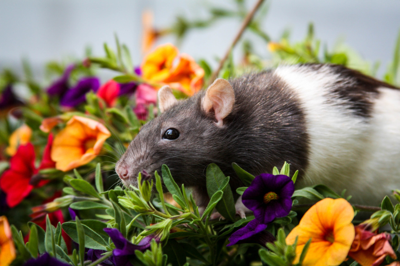 funtorture:  My sweet Casey playing in mom’s flowers &lt;3 I miss this sweet