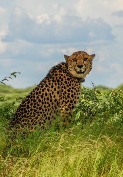 funkysafari:  This cheetah was rehabilitated