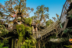 minnie-mickey-disney:  Tarzan’s Treehouse during Sunset by Domtabon on Flickr.