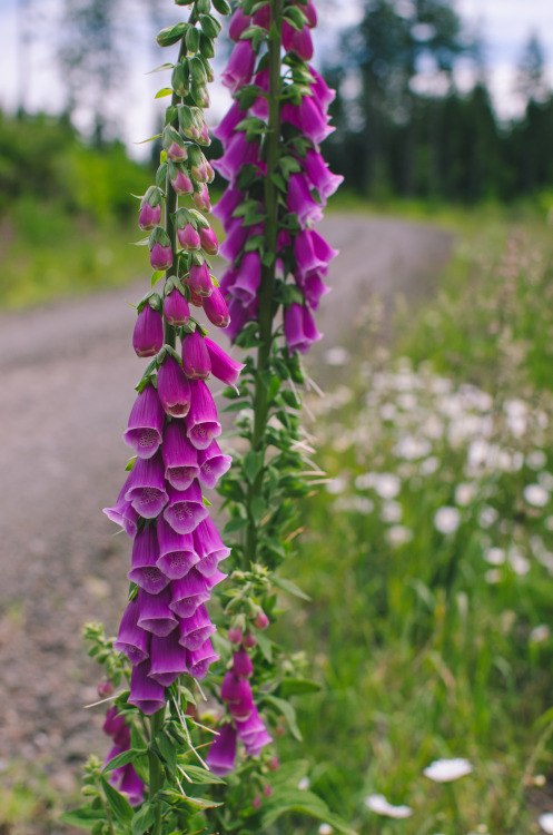 Roadside Foxgloves