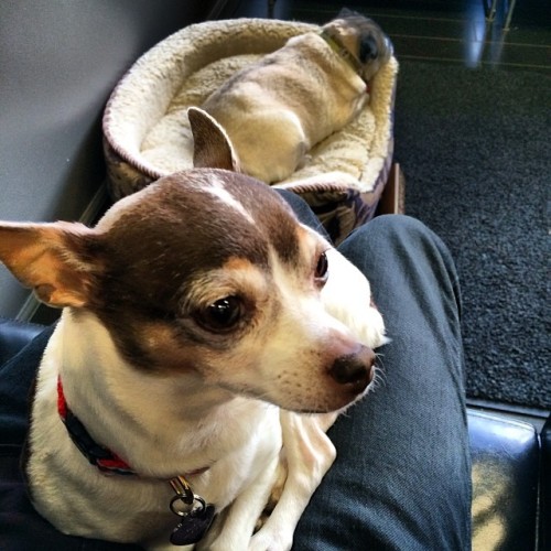 I have a lap dog! #bonuspug #daisy #chihuahua #cutie (at Salon 08)