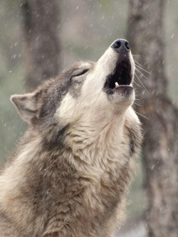 beautiful-wildlife:  Howling At The Snow by