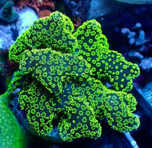 cephalogodess: Does anyone know the names (or even just the family?) of any of these beautiful coral