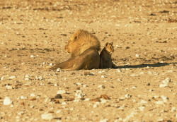 llbwwb:  (via 500px / The King and his son by Stefan Ecker)