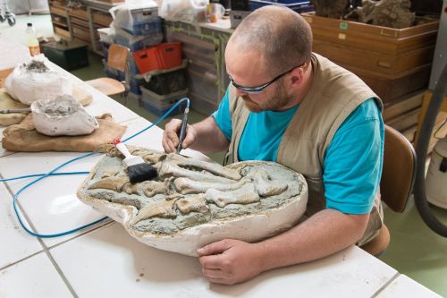 rbins:Buzzzzzzzzzzzzzy in our fossil preparation lab: a nearly-complete skeleton of a Plateosaurus, 