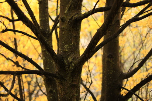 treeporn: b-iomusicology: Arrowtown, New Zealand