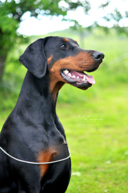 adoglywoman:gremthemonster:pawsitivelypowerful:gremthemonster:felill:Jean Dark Snö of SwedenDoberman - kennel Jean DarkGorgeous dog but the choke??? It’s so big and it looks like it could slice right through the dog’s throat with how thin it is wtf