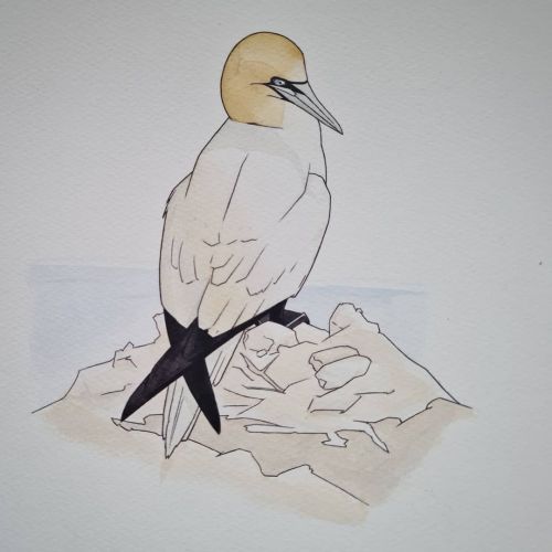 A collection of Gannets in watercolour I&rsquo;ve made recently I love Gannets but there&rsquo;s so