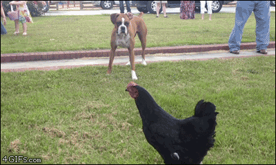 4gifs:  Boxer tries playing with chicken
