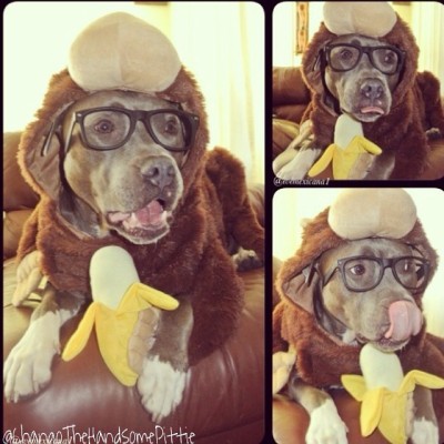 Monkeying around 🐵🐒🍌🐶 #cutepic #buzzfeed #buzzfeedanimals #pitbulls #adoptdontshop #chicago