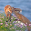 funnecfox
