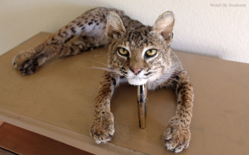 Soft kitty, warm kitty, little ball of fur&hellip; etc. Bobcat soft mount!