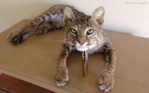 Soft kitty, warm kitty, little ball of fur… etc. Bobcat soft mount!