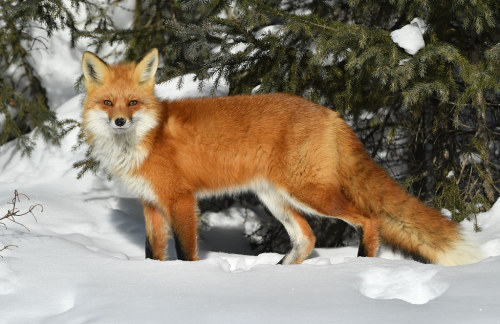 Renard roux - Red fox by Rayladur flic.kr/p/2kCU1DY