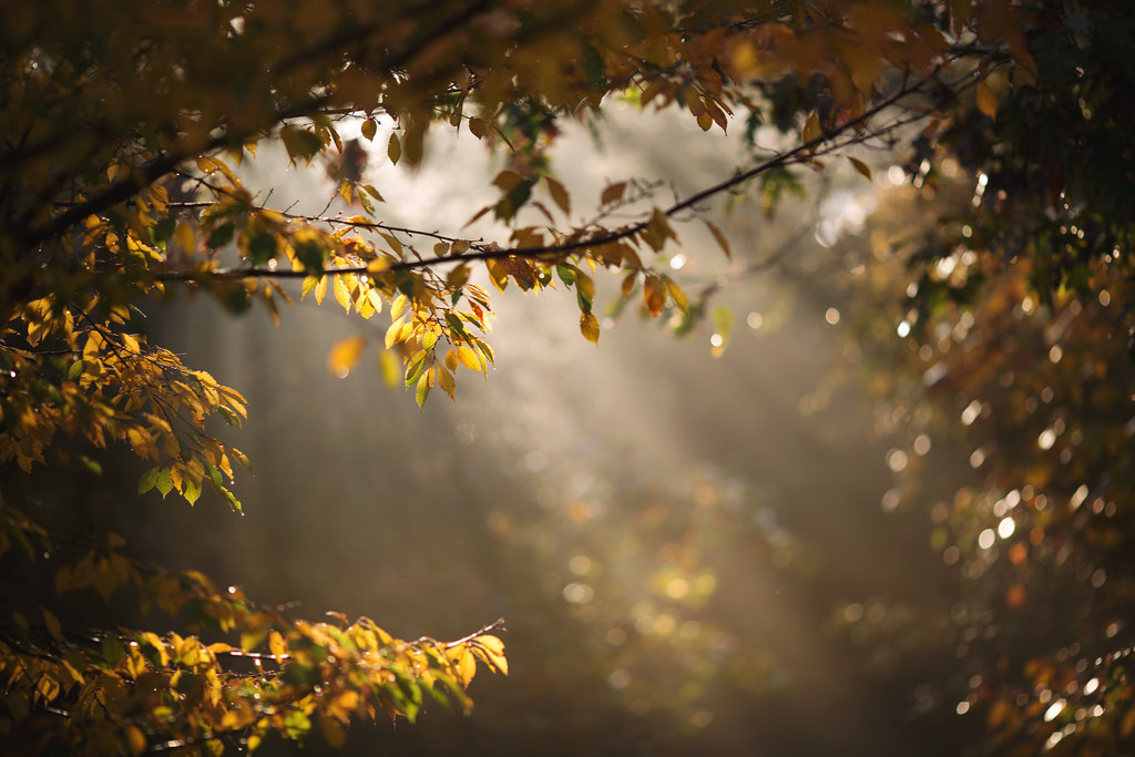 owls-n-elderberries:   	Into the light by Tammy Schild    	Via Flickr: 	…………….