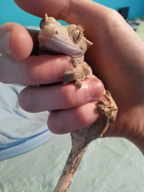 technicolorchameleons:  suede potato gives me an attitude, more at 11.(my hands are