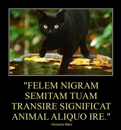 “Felem nigram semitam tuam transire significat animal aliquo ire.”~Groucho Marx“A black cat crossing