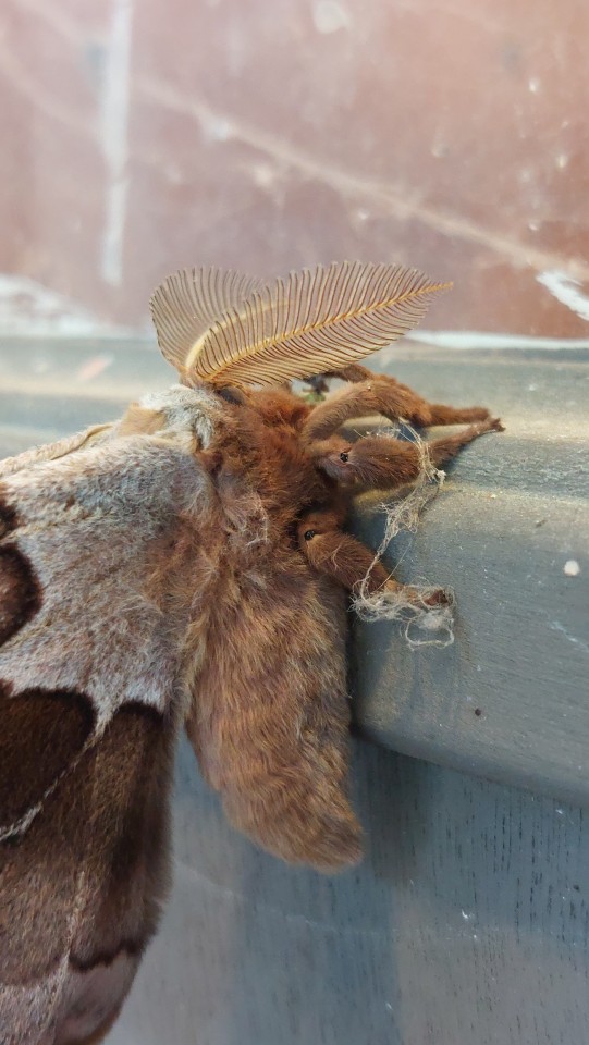 Everyone Look At This LOVELY Polyphemus Moth That Was Waiting For Me When I Got Home!!!!