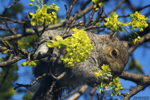  C'est si bon le printemps… pour un peu on en mangerait ! 